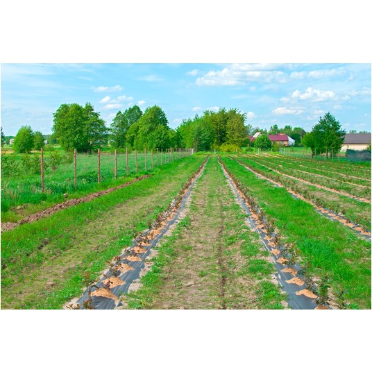 Agrotkanina PP czarna UV 70gr 100x1,1m -zdjęcie numer 4
