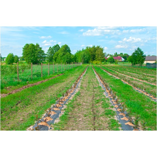 Agrotkanina PP czarna UV 90gr 100x0,6m -zdjęcie numer 3
