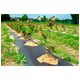 Agrotkanina PP czarna UV 70gr 100x0,8m -zdjęcie numer 2